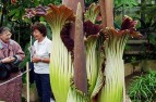 Flower Show: Extreme Gardening: Exotic plants in landscape gardening