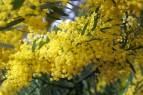Exciting new Acacia variety discovered